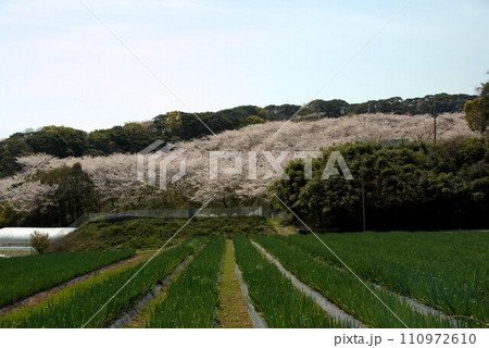 桜とネギ畑の春の風景 110972610