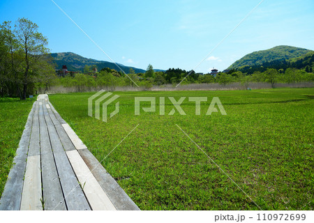 新緑の箱根湿生花園 新緑の箱根湿生花園 110972699