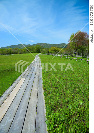 新緑の箱根湿生花園 新緑の箱根湿生花園 110972706