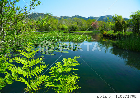 新緑の箱根湿生花園 110972709