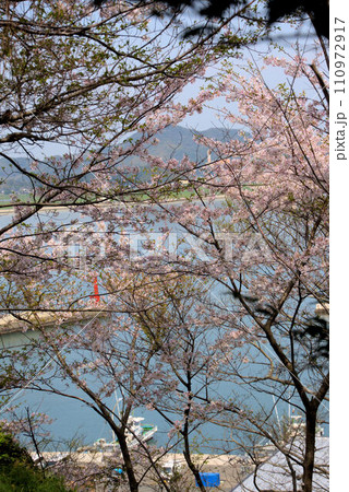 海のそばの桜の公園　糸島市 110972917