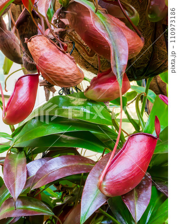 大きな補虫袋が特徴的な食虫植物のウツボカズラ(ネペンテス) 大きな補虫袋が特徴的な食虫植物のウツボカズラ(ネペンテス) 110973186