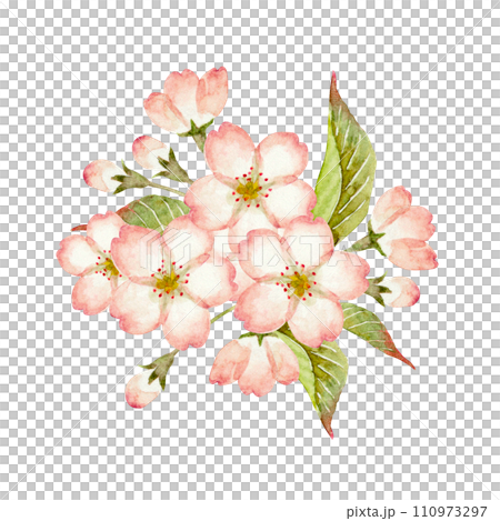 山桜 桜 挿絵 水彩 イラスト 山桜 桜 挿絵 水彩 イラスト 110973297