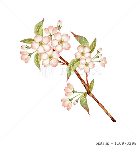 山桜 桜　挿絵　水彩 イラスト 110973298