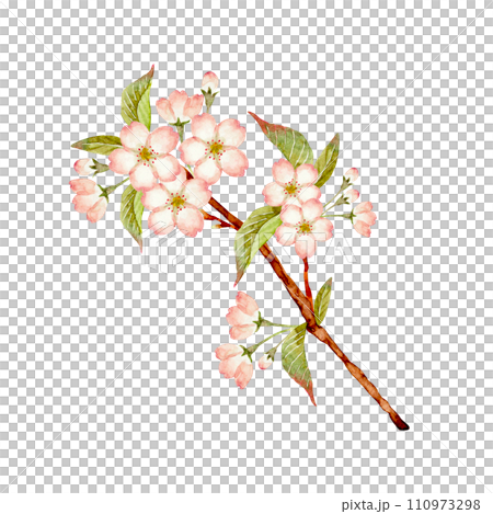 山桜 桜　挿絵　水彩 イラスト 110973298