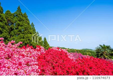 春から初夏へと光芒を浴びている色彩ある美しいツツジの花「宇城市不知火町」丸目庭園 春から初夏へと光芒を浴びている色彩ある美しいツツジの花「宇城市不知火町」丸目庭園 110974073