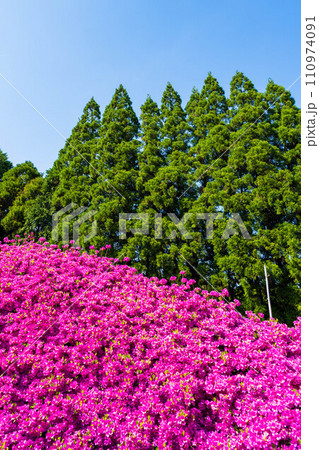 春から初夏へと光芒を浴びている美しいツツジの花「宇城市不知火町」丸目庭園 春から初夏へと光芒を浴びている美しいツツジの花「宇城市不知火町」丸目庭園 110974091