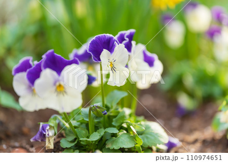パンジー・春の彩り イメージ パンジー・春の彩り イメージ 110974651