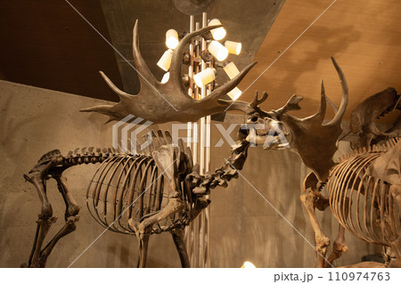 オオツノジカの骨 オオツノジカの骨 110974763