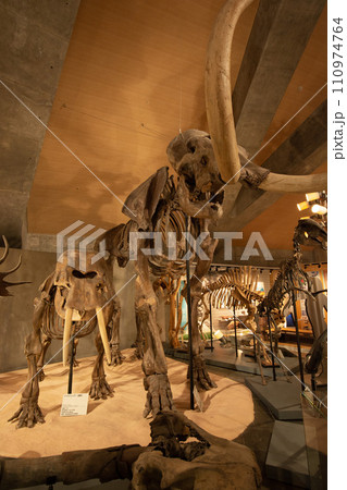 群馬県立自然史博物館 110974764