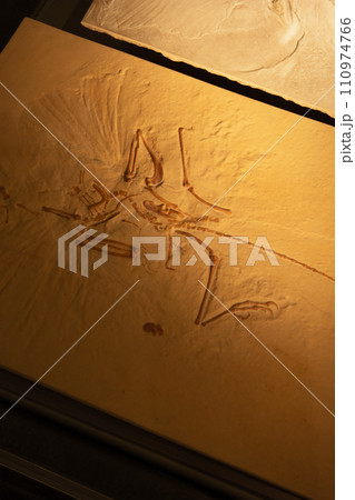 群馬県立自然史博物館 110974766