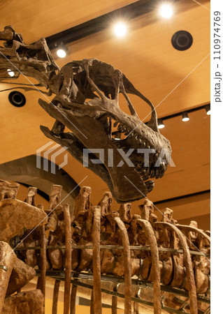 群馬県立自然史博物館 110974769