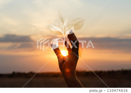 Silhouette of a hand holding a plant in the sunset background. 110974816
