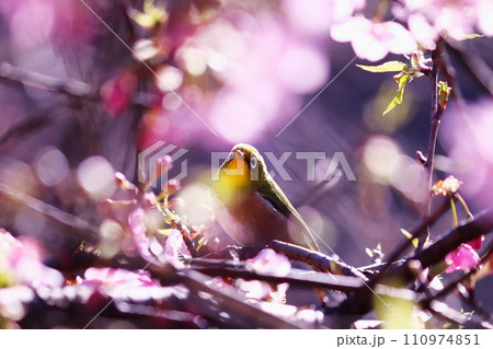 光輝く桜とメジロ 110974851