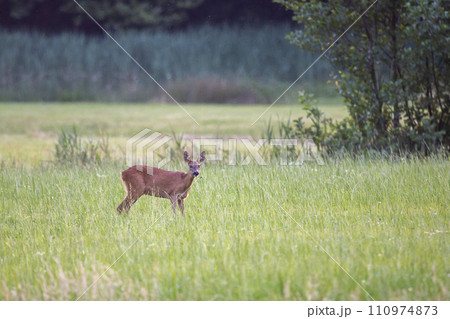 Female roe deer (Capreolus capreolus) in a meadow 110974873