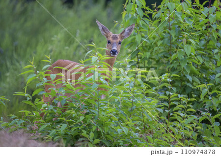 Roe deer (Capreolus capreolus) 110974878