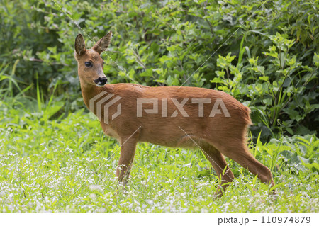 Roe deer (Capreolus capreolus) 110974879
