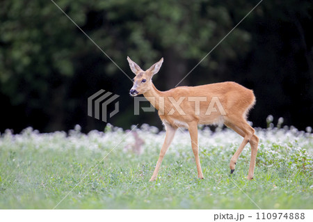 Female roe deer (Capreolus capreolus) in a field with buckwheat Female roe deer (Capreolus capreolus) in a field with buckwheat 110974888