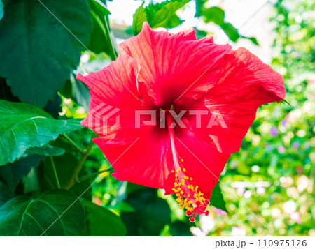 鮮やかな赤色の花ビラと大くて目立つメシベとオシベのハイビスカスの花 110975126