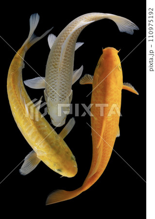 Koi fish isolated on black background. Gold koi fish. 110975192