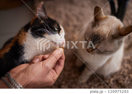 Domestic life with pet. Young man gives his cat meat snack. Domestic life with pet. Young man gives his cat meat snack. 110975283