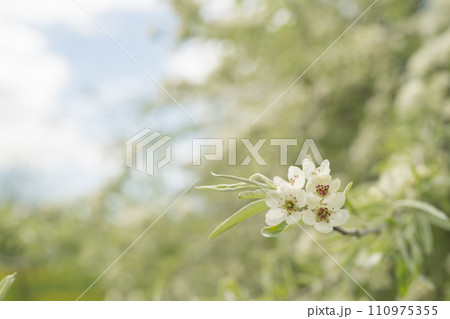 Willow leaf pear blossom in spring Willow leaf pear blossom in spring 110975355