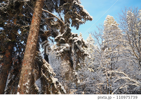 Spruce Picea is a coniferous evergreen tree of the Pine family Pinaceae. Evergreen trees. Common spruce, or Norway spruce Picea abies is widespread in northern Europe. Snowy winter coniferous forest. 110975739