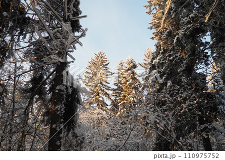 Spruce Picea is a coniferous evergreen tree of the Pine family Pinaceae. Evergreen trees. Common spruce, or Norway spruce Picea abies is widespread in northern Europe. Snowy winter coniferous forest. 110975752