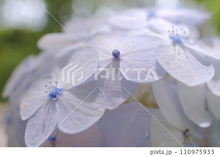 白い手毬咲きの紫陽花の蕾 白い手毬咲きの紫陽花の蕾 110975933