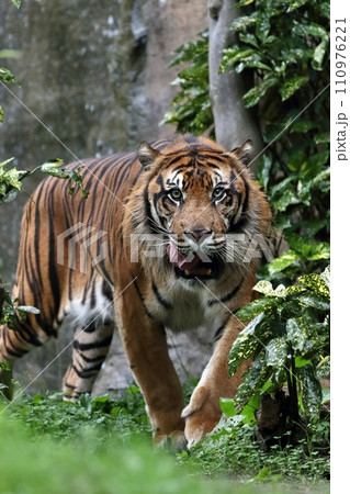 舌を出しながら歩くスマトラトラ 舌を出しながら歩くスマトラトラ 110976221