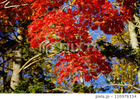 恵庭岳登山口の紅葉 恵庭岳登山口の紅葉 110976334
