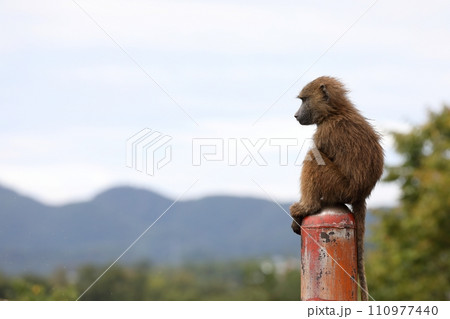 ポールの上に座ったアヌビスヒヒのこども 110977440