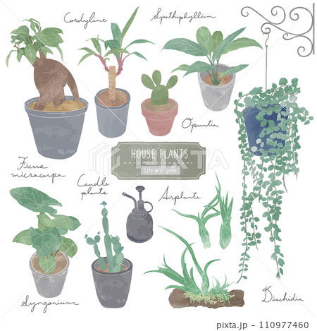 観葉植物 110977460