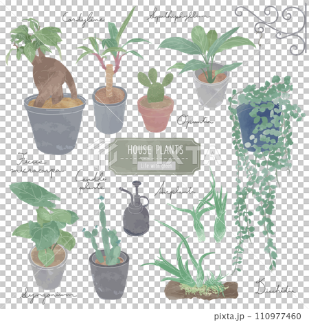 観葉植物 110977460