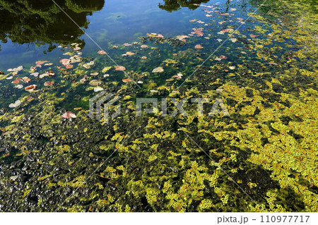 真夏の池に浮かぶ水草 真夏の池に浮かぶ水草 110977717