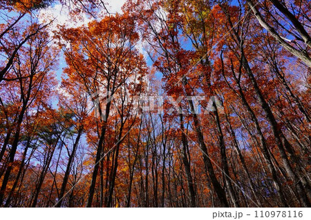 茅ヶ岳登山道の紅葉した樹林 茅ヶ岳登山道の紅葉した樹林 110978116