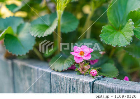 四季なりイチゴの花 110978320