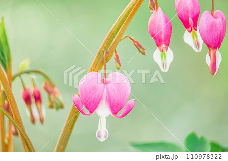 ハート形のケマンソウ 110978322