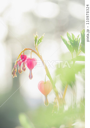 春の花 ケマンソウ 春の花 ケマンソウ 110978324