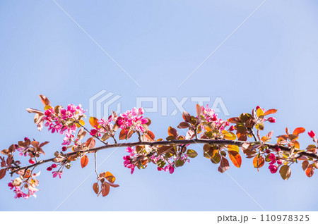 青空と姫りんごの花 青空と姫りんごの花 110978325