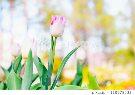 春の花 チューリップ 春の花 チューリップ 110978332