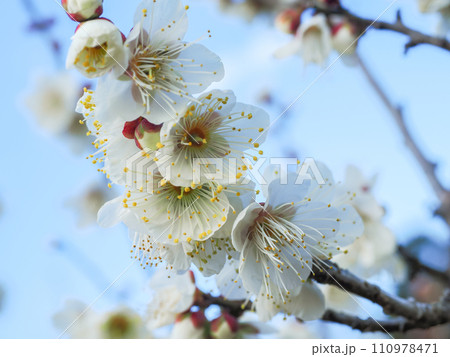白梅の花　アップ　青空 110978471