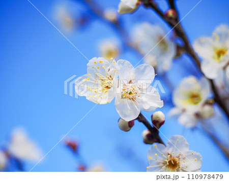 白梅の花 アップ 青空 白梅の花 アップ 青空 110978479