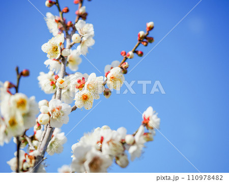 白梅の花　アップ　青空 110978482