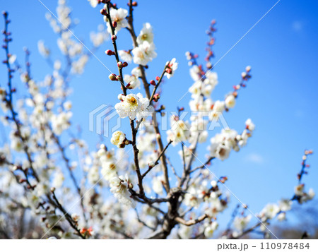 白梅の花　アップ　青空 110978484