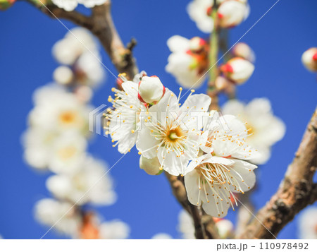 白梅の花　アップ　青空 110978492