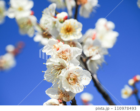 白梅の花 アップ 青空 白梅の花 アップ 青空 110978493