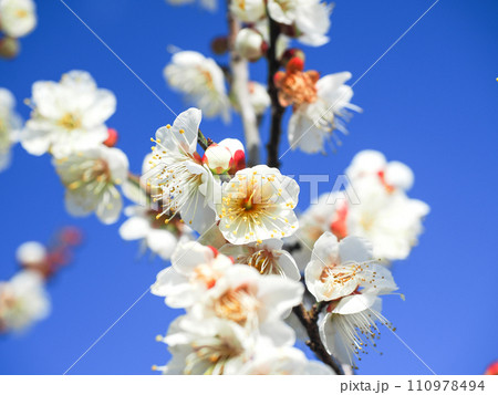白梅の花　アップ　青空 110978494