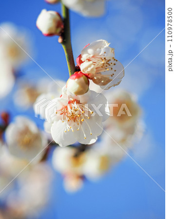 白梅の花 アップ 青空 白梅の花 アップ 青空 110978500