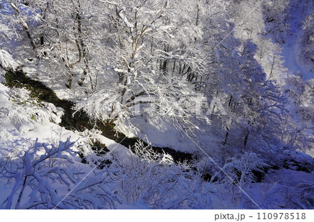 冬季妙高山の積雪した樹林と大田切川 冬季妙高山の積雪した樹林と大田切川 110978518